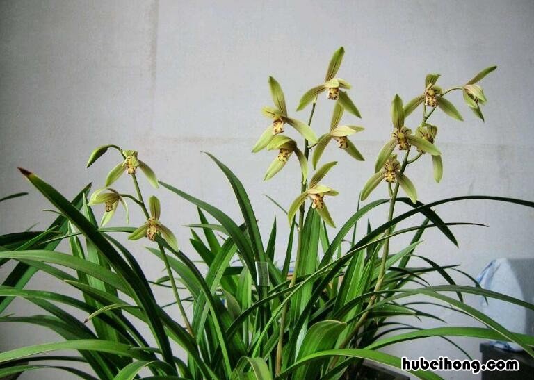 草木灰能给兰花施肥吗 草木灰可以给兰花消毒杀菌吗