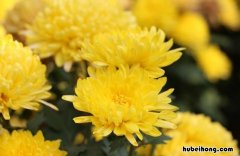 关于菊花的比喻句有哪些 关于菊花的比喻句和拟人句