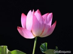 莲花可以直接水养吗怎么养 莲花可以直接水养吗图片