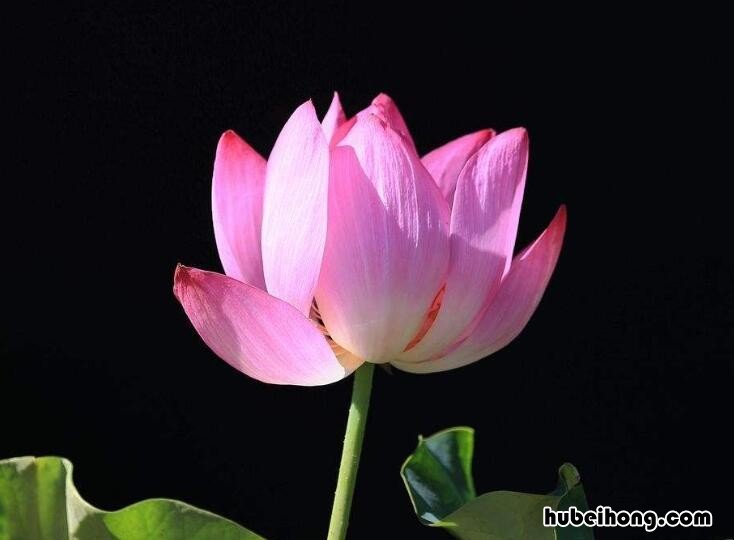 莲花可以直接水养吗怎么养 莲花可以直接水养吗图片