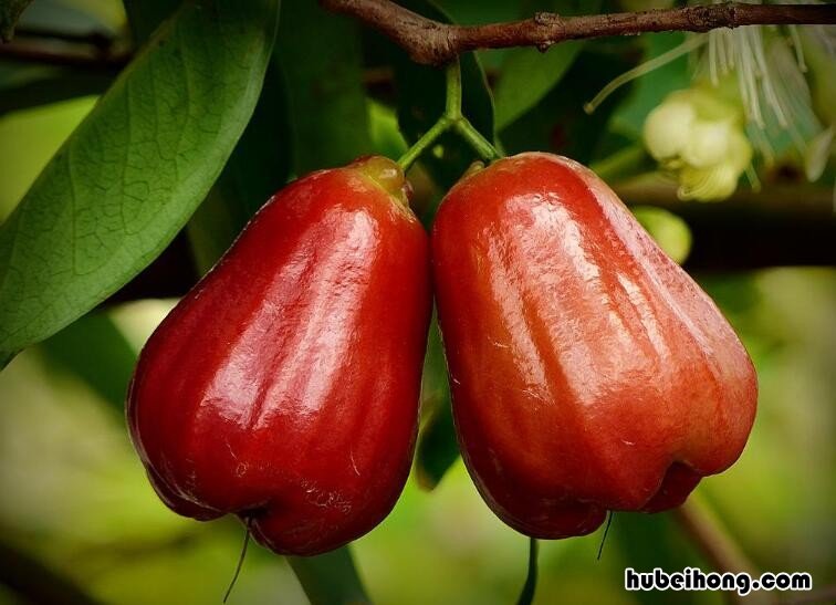 莲雾不开花结果怎么办 莲雾怎么种植才会开花结果呢视频