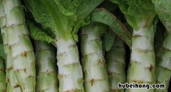 莴苣快速去皮 莴苣怎么扒皮