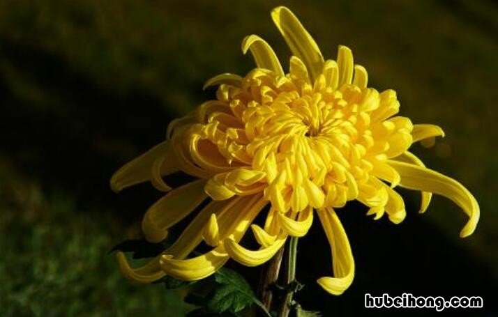 菊花的特点有哪些的思维导图 菊花的特点有哪些简写