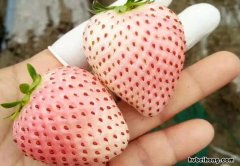 菠萝莓口感 菠萝莓是什么药