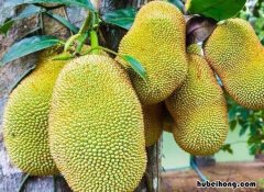 菠萝蜜为啥要切口 菠萝蜜为什么要削掉一部分