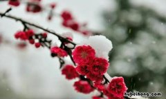 具有梅花精神的人物有哪些 具有梅花精神的人物事例