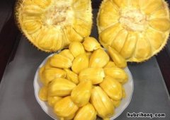 吃不完的菠萝蜜肉怎么保存 菠萝蜜肉怎么保存才不坏