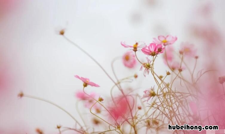 写花的唯美句子有哪些 描写花的优美短句摘抄