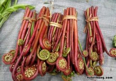 蕨菜和薇菜有什么区别图片 蕨菜和薇菜有什么区别