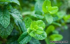 薄荷如何越冬养护 薄荷如何越冬过冬