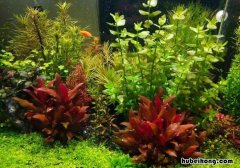 虎耳水草叶片下垂什么原因 虎耳水草长得快吗