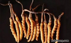 虫草如何清洗和保存方法图解 虫草的清洗食用方法