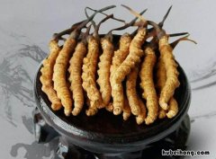 虫草怎么辨别好坏 怎么判断虫草真假