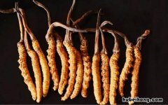 虫草放冰箱可以保存多久 虫草可以放冰箱里面吗