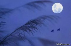 凉风有信,秋月无边的意思是什么 凉风有信秋月无边后面是什么