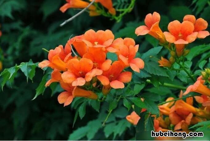 凌霄花花语是什么 凌霄花的花语是