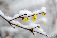 今年腊月冷不冷天气 今年腊月还冷吗