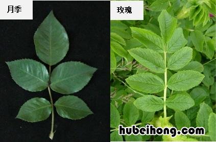 月季与玫瑰是一个品种吗 月季和玫瑰最大的区别