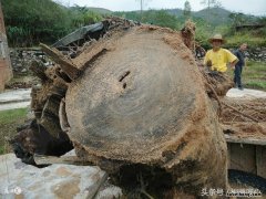 阴沉木和乌木市场价格 阴沉乌木的产地在哪里?