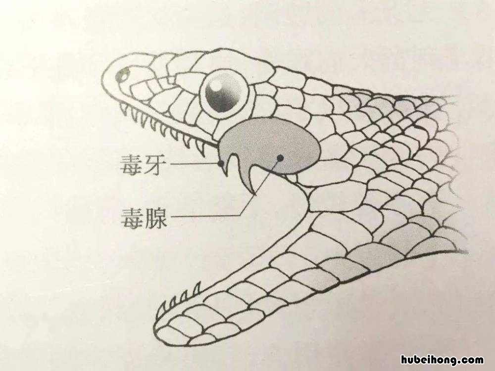 眼镜王蛇以蛇为食，它们会吃掉自己的“丈夫”、“孩子”吗？