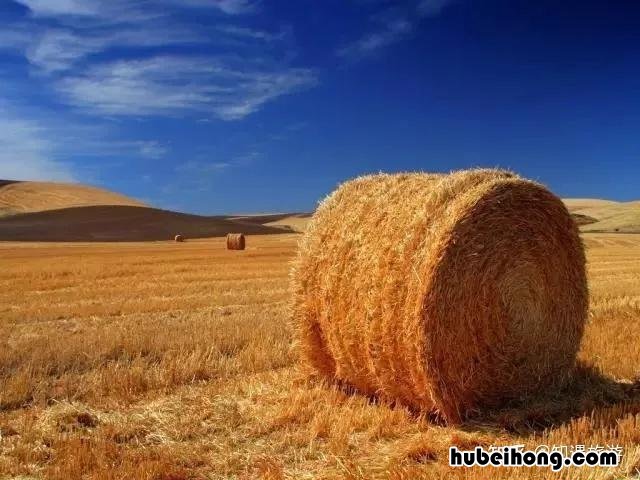 中国所有草原的名字 中国所有草原面积排名