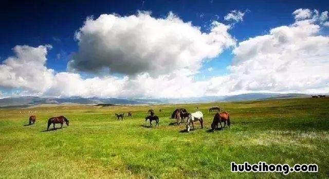 中国四大草原分别在哪里? 中国四大草原在哪里