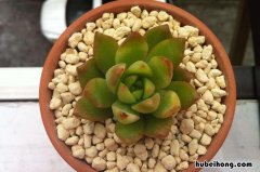 适合新手养的多肉植物,推荐16种品种 新手养什么多肉容易活不容易死
