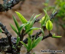 普洱生茶和熟茶的区别知乎 普洱生茶和熟茶的区别哪个贵些