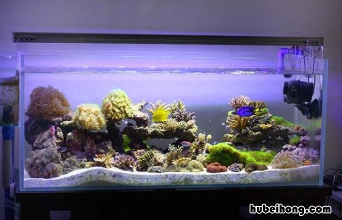 鱼缸换水注意事项有哪些视频 鱼缸换水的注意事项