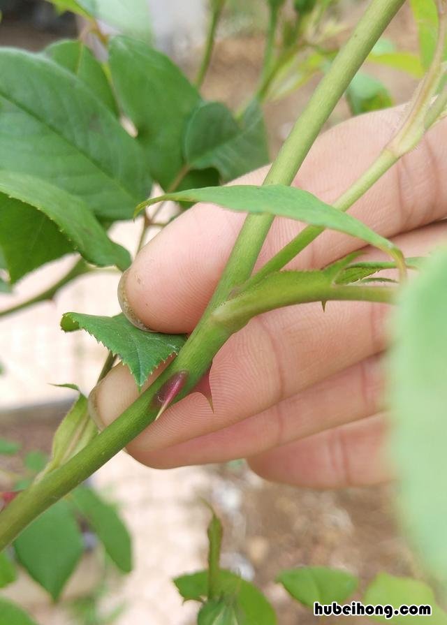 如何分清月季和玫瑰花的区别 如何分清月季和玫瑰花