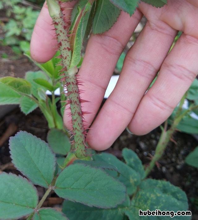 如何分清月季和玫瑰花的区别 如何分清月季和玫瑰花