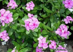 长春花冬天能修剪吗视频 长春花冬天能修剪吗图片