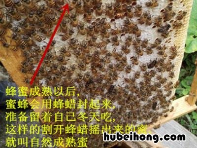 蜂蜜分为哪几种类型 蜂蜜怎么分等级划分