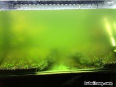 清除绿水 除绿澡最好的方法