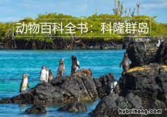 科隆群岛上特有生物较多的原因 科隆群岛是什么气候类型