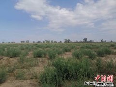中国最大沙漠? 中国最大沙漠在哪个国家