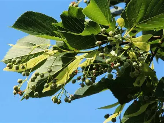 木蜡油与木蜡漆的区别在哪里 木蜡油与木蜡漆的区别图片