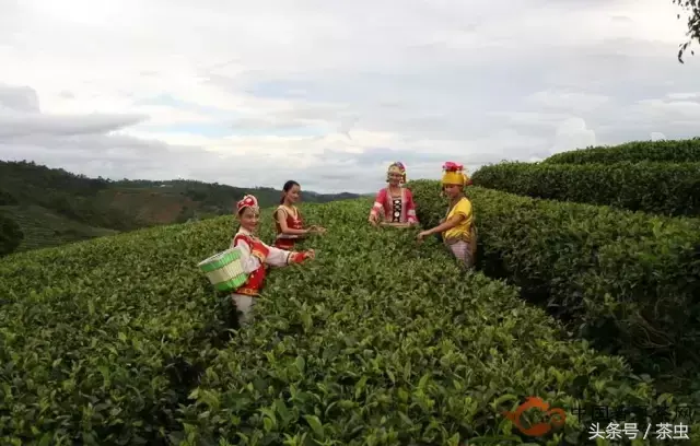 普洱的熟茶和生茶的区别 普洱生茶和熟茶哪个更好喝