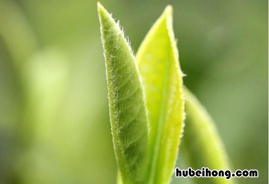 茶叶是冷藏好还是保鲜好 茶叶冷藏保存多长时间