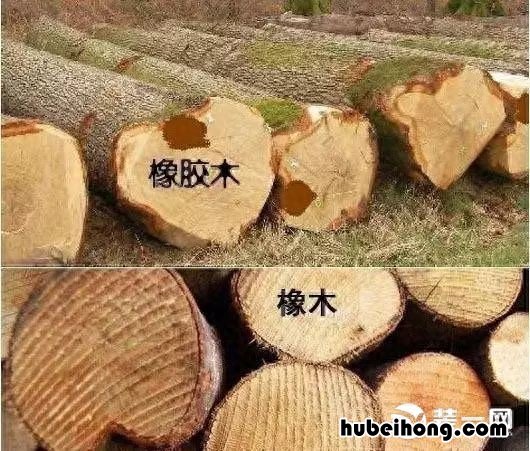 橡木跟橡胶木的区别在什么地方 橡木跟橡胶木的区别是什么