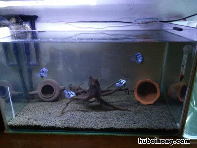 过滤水泵安装在进水口还是出水口 过滤水泵安装视频
