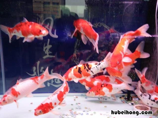 过滤水泵安装在进水口还是出水口 过滤水泵安装视频
