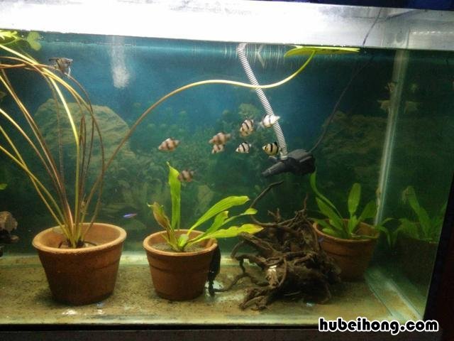 过滤水泵安装在进水口还是出水口 过滤水泵安装视频