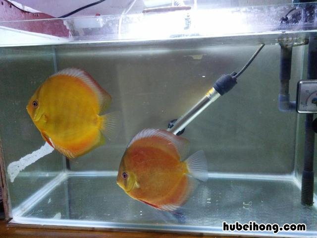 过滤水泵安装在进水口还是出水口 过滤水泵安装视频