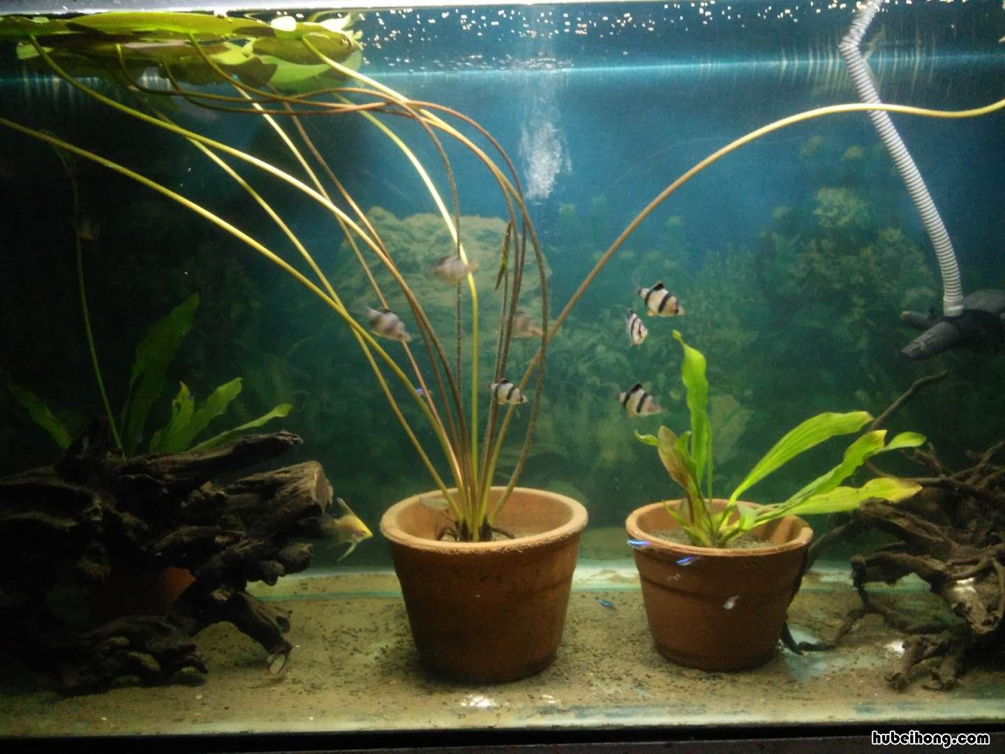 过滤水泵安装在进水口还是出水口 过滤水泵安装视频