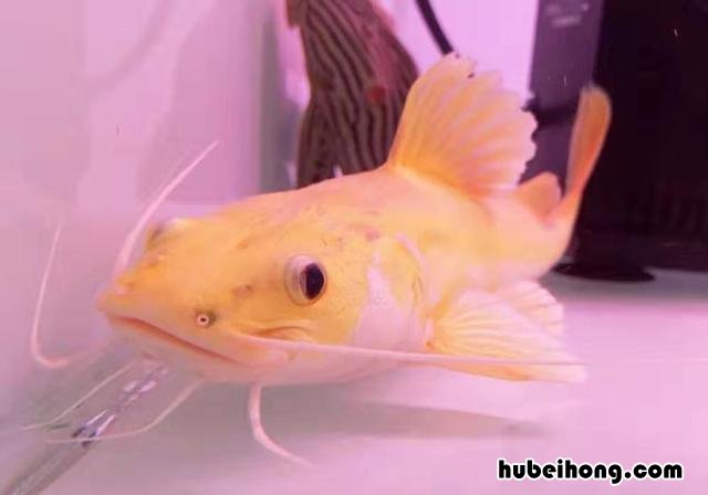鱼缸净水剂加多了全是白沫 鱼缸加入净水剂后起泡沫