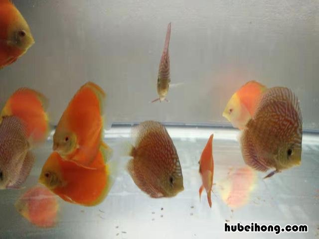 鱼缸净水剂加多了全是白沫 鱼缸加入净水剂后起泡沫