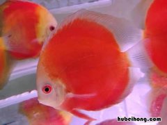鱼缸净水剂加多了全是白沫 鱼缸加入净水剂后起泡沫
