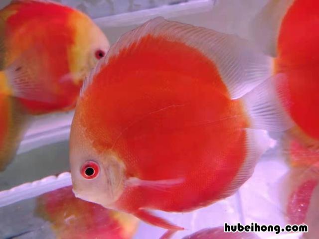 鱼缸净水剂加多了全是白沫 鱼缸加入净水剂后起泡沫