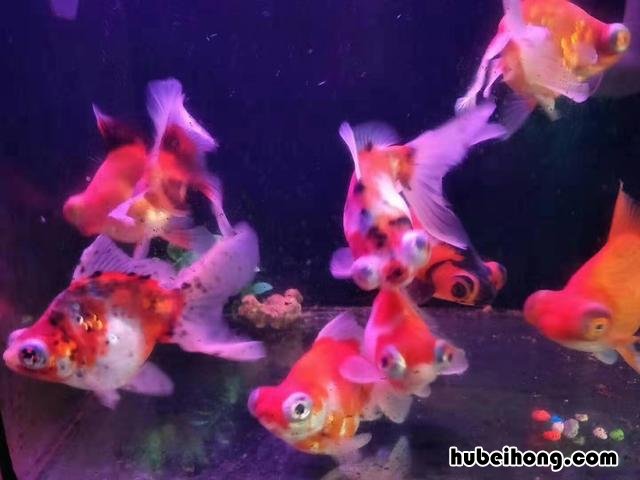 鱼缸净水剂加多了全是白沫 鱼缸加入净水剂后起泡沫